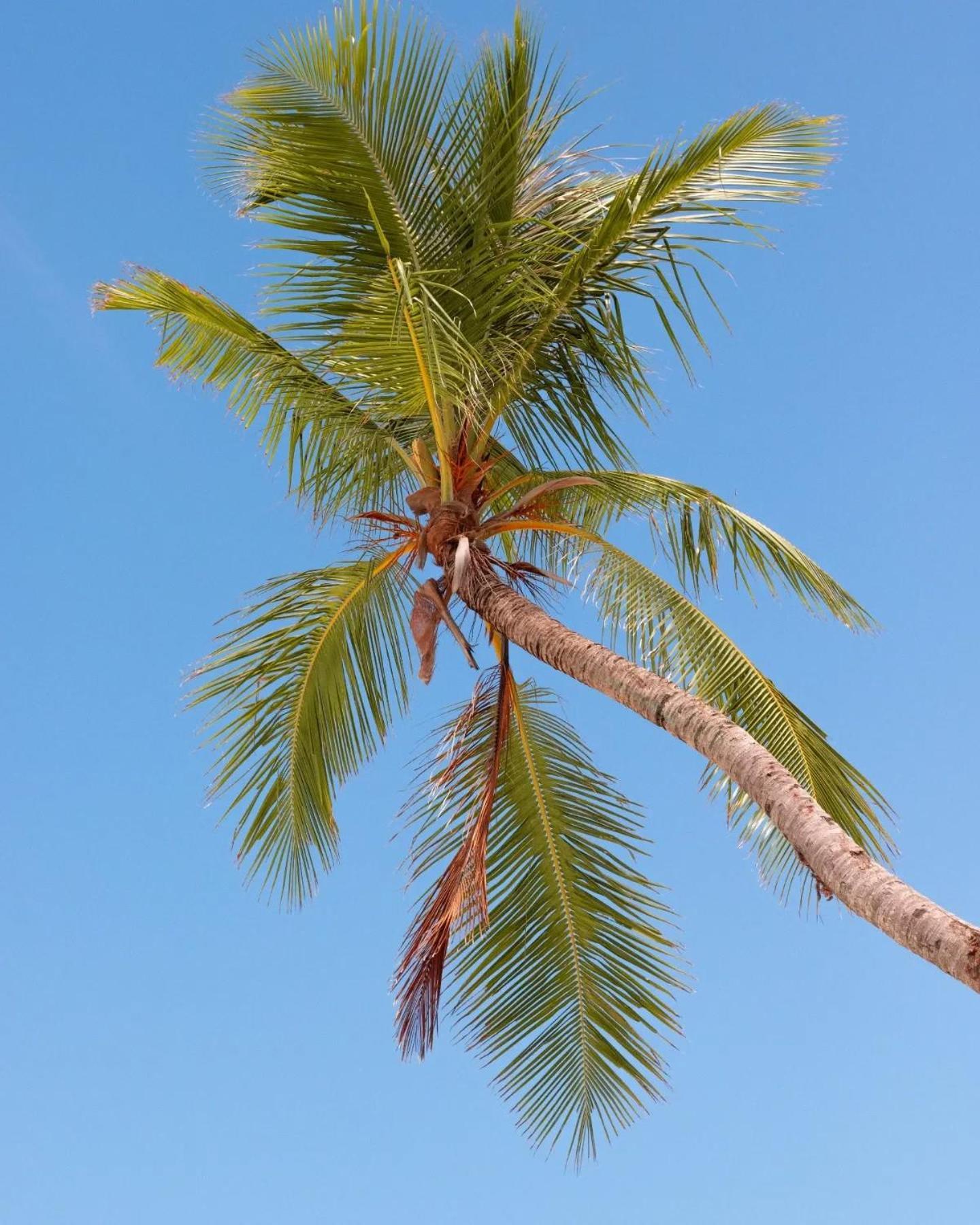 Kudhi Boli Beach House Thulusdhoo Εξωτερικό φωτογραφία