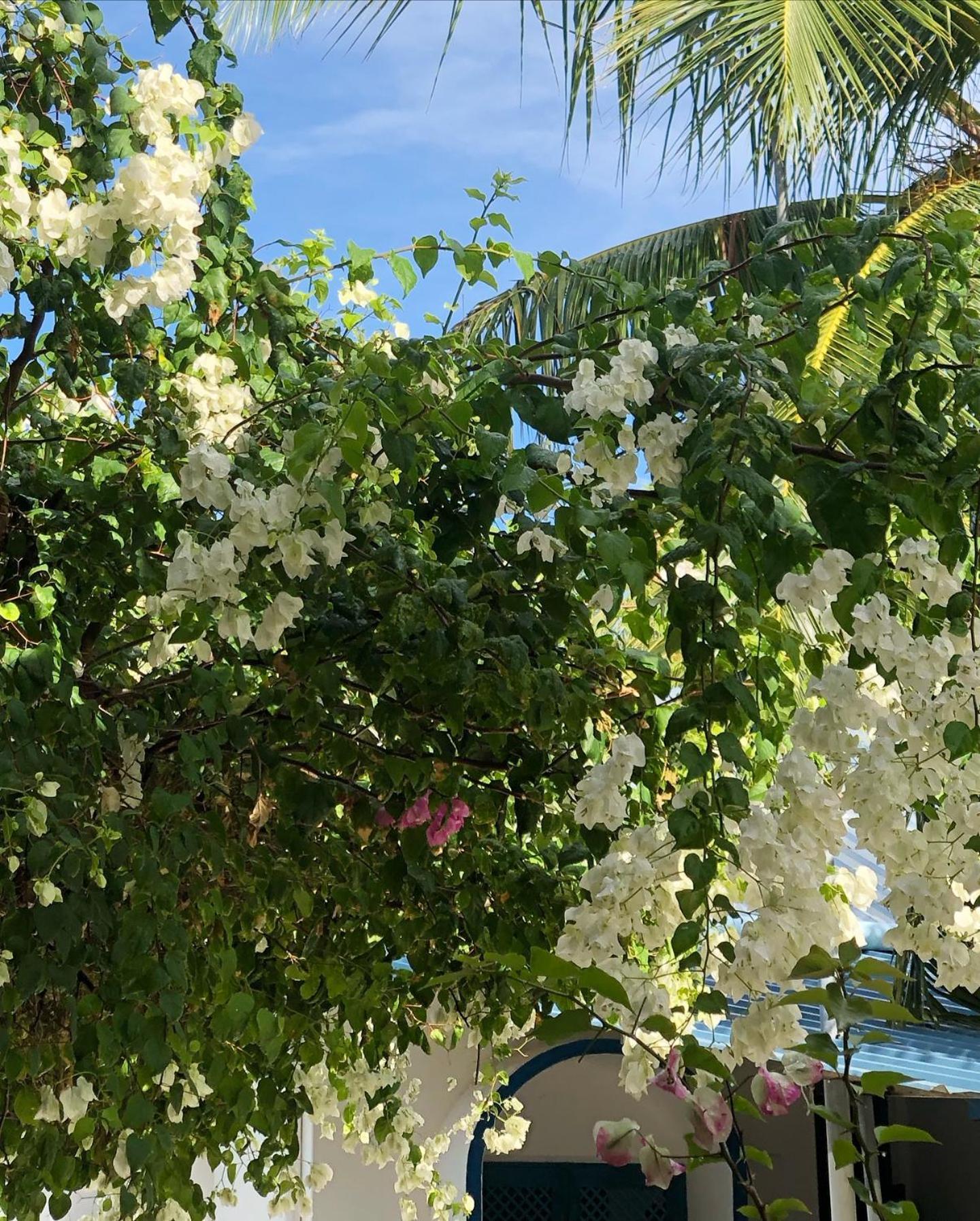 Kudhi Boli Beach House Thulusdhoo Εξωτερικό φωτογραφία